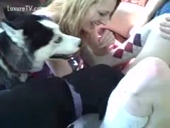 Black dog licks a juicy vagina